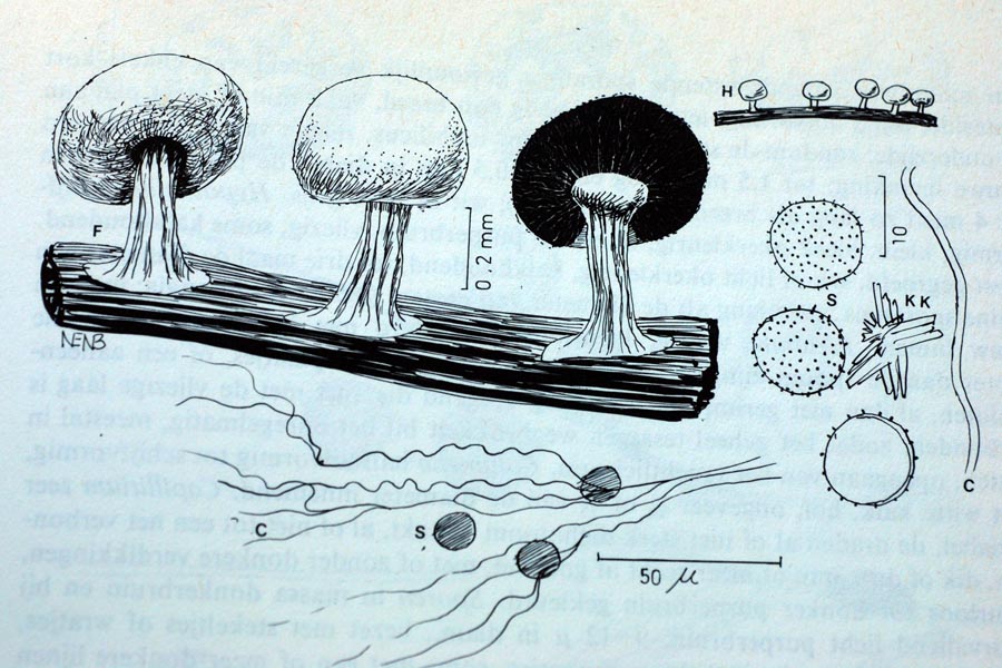 Physarum e altro...